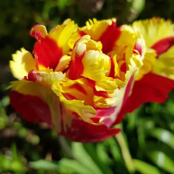 Texas Flame Tulip Bulbs (Tulipa Texas Flame)